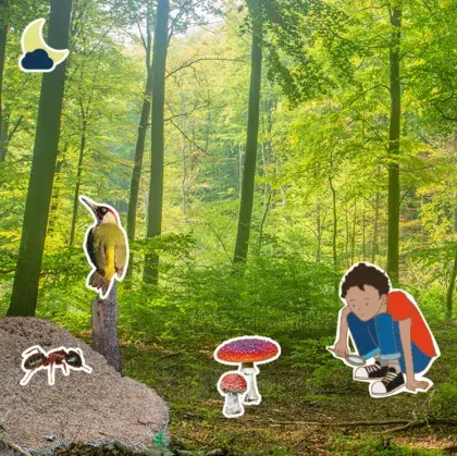 Ein illustriertes Kind hockt in einem Wald. Umgeben ist es von Tieren und Pilzen.