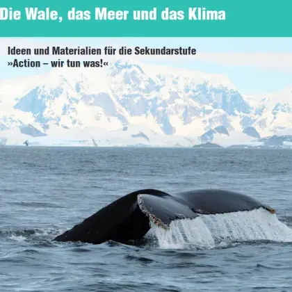 Die Flosse eines Wals schaut aus dem Wasser, dahinter ein Eisberg