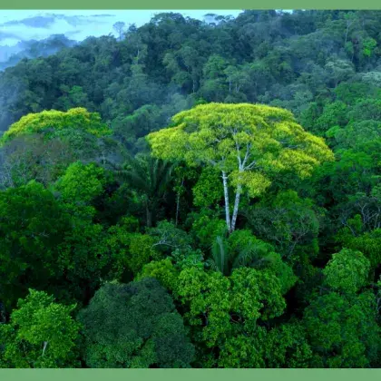 Man sieht ein Bild von Bäumen im Regenwald.
