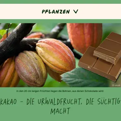 Man sieht ein Bild von einer Schokolade und einer Kakao-Frucht.