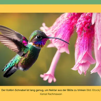 Man sieht ein Foto mit einem Kolibri und einer Blüte.