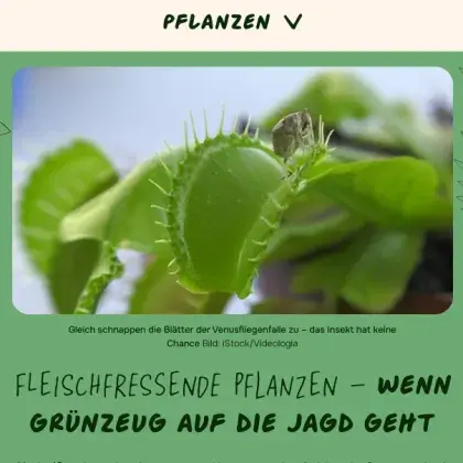 Man sieht ein Foto einer fleischfressenden Pflanze.