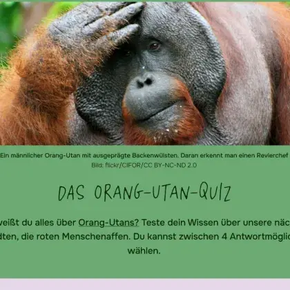 Man sieht ein Bild von einem Orangutan.