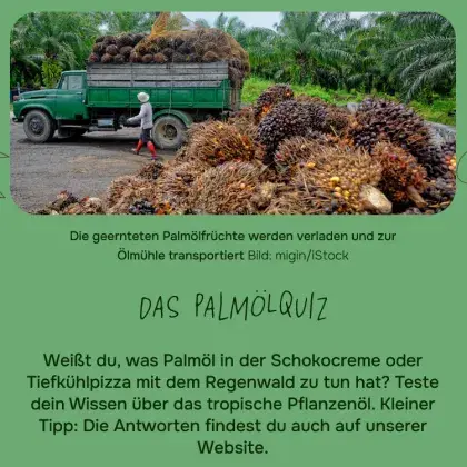 Man sieht eine Übersicht der Seite und geerntete Palmfrüchte.