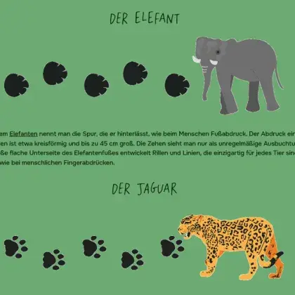 Man sieht einen gezeichneten Jaguar und eine Elefanten und ihre Spuren.