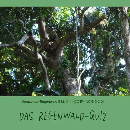 Man sieht einen Baum im Regenwald.