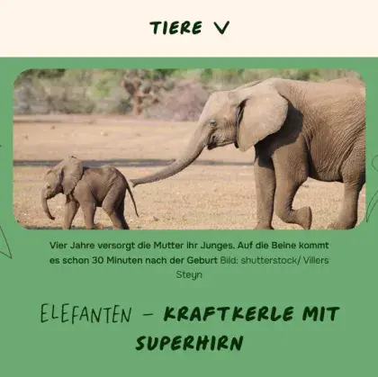 Man sieht ein Bild von Elefanten.