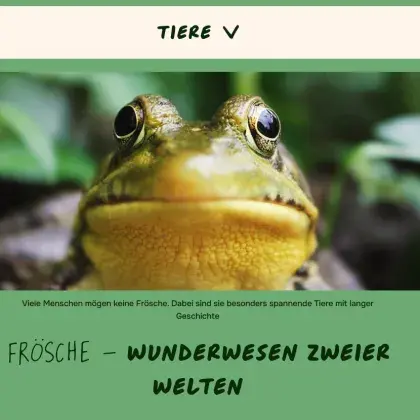 Man sieht einen Frosch.