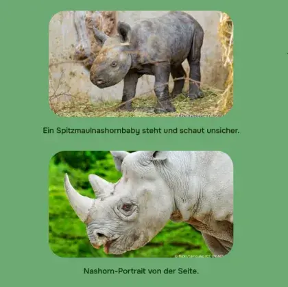 Man sieht zwei Bilder von Nashörnern.