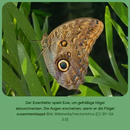 Man sieht einen braunen Schmetterling.