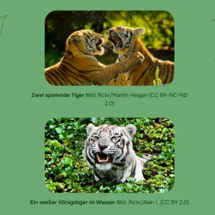 Man sieht zwei Bilder von Tigern.