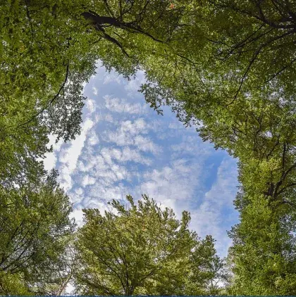 Blick nach oben in Baumwipfel