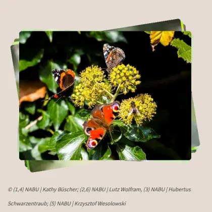 Schmetterling auf Pflanze