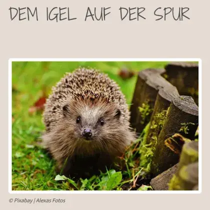 Igel