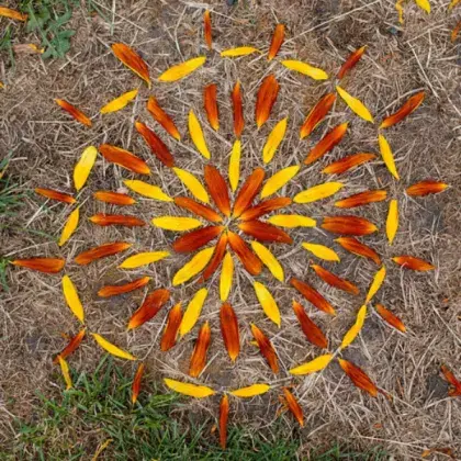 Muster auf Waldboden