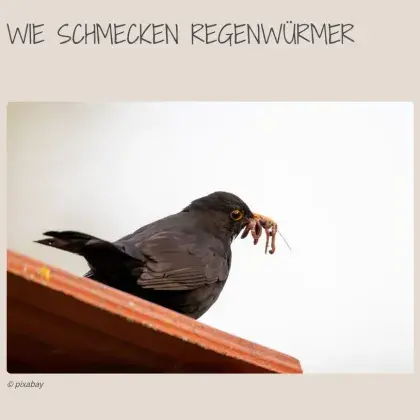 Amsel mit Regenwürmern im Schnabel