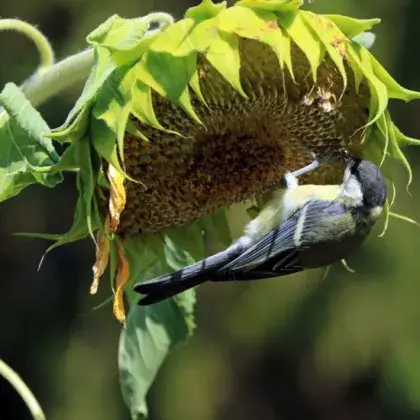 Man sieht einen Vogel, der an einer Blüte hängt.
