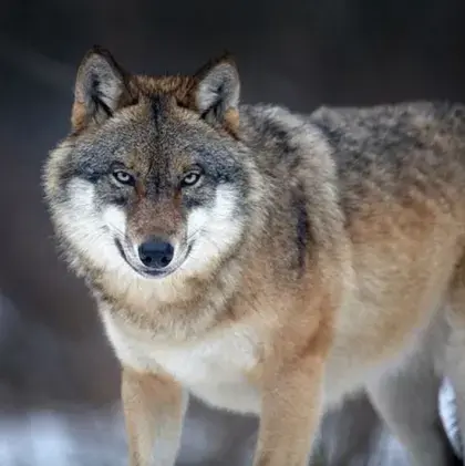 Man sieht das Foto eines Wolfs.