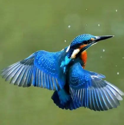 Man sieht einen blauen Kolibri.