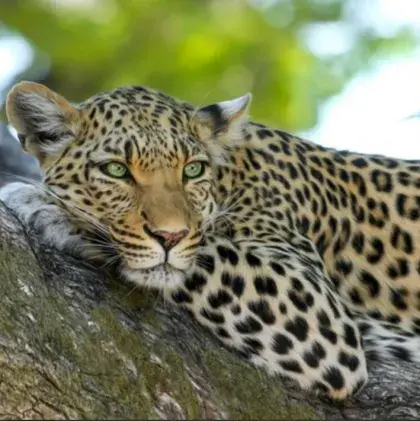 Man sieht ein Bild von einer Raubkatze auf einem Baum.