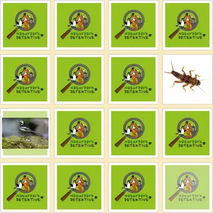 Man sieht Karten von einem Memory-Spiel.