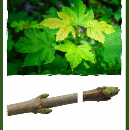 Man sieht einen Ahorn-Zweig und ein Ahorn-Blatt.