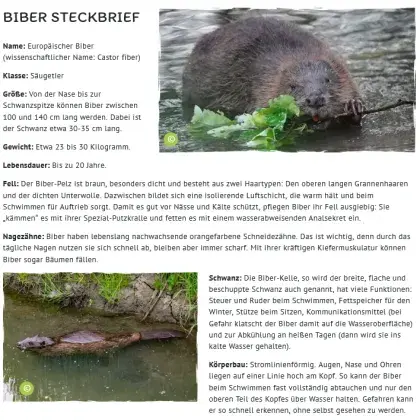 Man sieht Fotos von Biber.