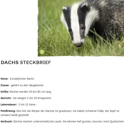 Man sieht einen Steckbrief und ein Bild von einem Dachs.