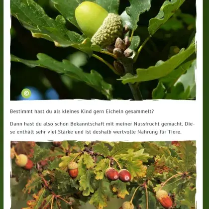 Man sieht verschiedene Fotos von Eichen.