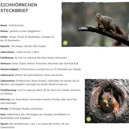Man sieht einen Steckbrief und ein Foto von einem Eichhörnchen.