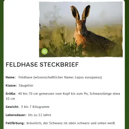 Man sieht den Steckbrief von einem Feldhasen und ein Bild von einem Hasen.