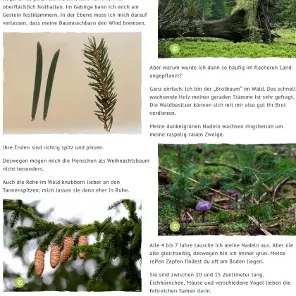 Man sieht verschiedene Teile von Fichtenbäumen, Nadeln und Zapfen.