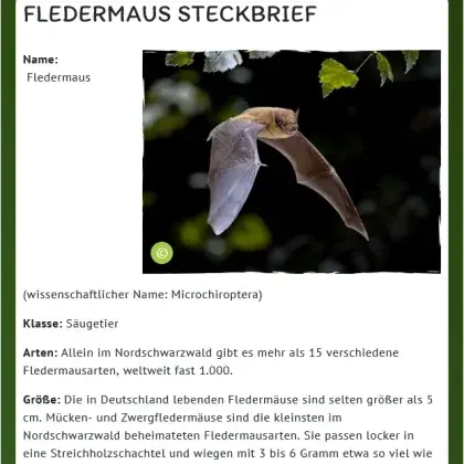 Man sieht einen Steckbrief und ein Bild einer Fledermaus.
