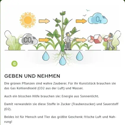 Man sieht eine gezeichnete Grafik von Fotosynthese.