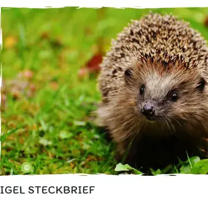 Man sieht ein Foto von einem Igel.