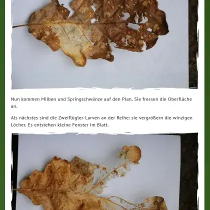 Man sieht kompostierte Blätter.