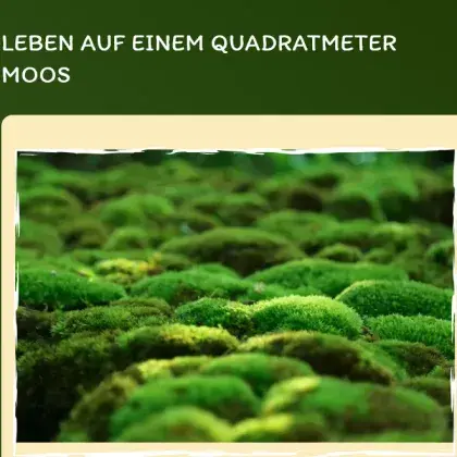 Man sieht ein Bild einer Moos-Landschaft.