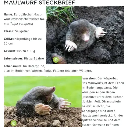 Man sieht einen Steckbrief und ein Foto von einem Maulwurf.