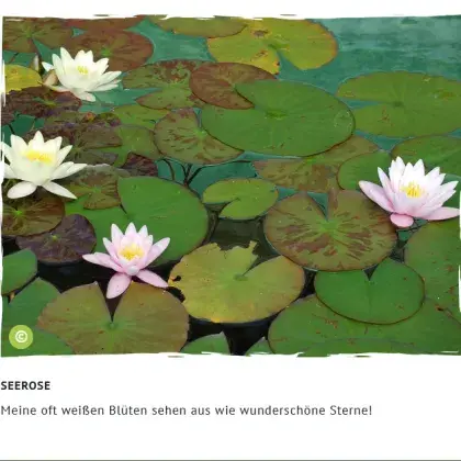 Man sieht ein Bild von Seerosen.