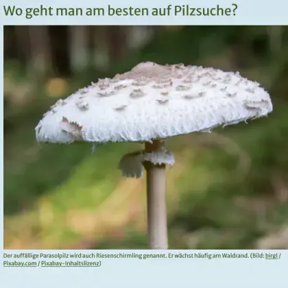 Man sieht ein Foto von einem Pilz.