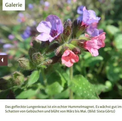 Man sieht eine Blume in Lila und Rosa.