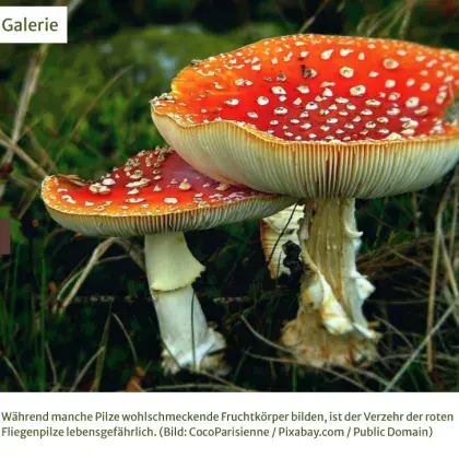 Man sieht rote Fliegenpilze.