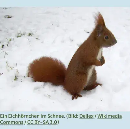 Man sieht ein Eichhörnchen im Schnee.