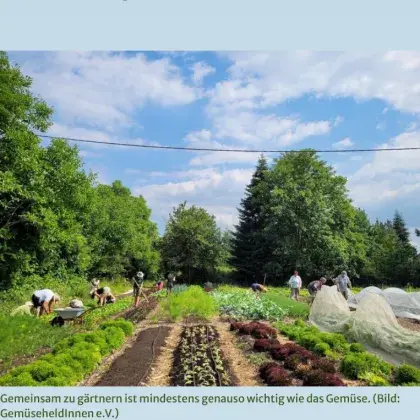 Man sieht ein Garten mit Gemüse-Acker.