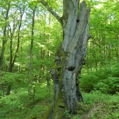 Man sieht ein Bild von einem Baum.