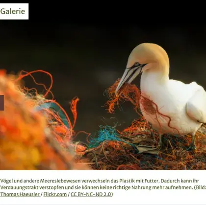 Man sieht einen Vogel zwischen Plastikmüll.