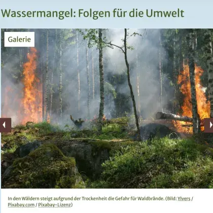 Man sieht einen brennenden Wald.