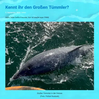 Delfin im Wasser
