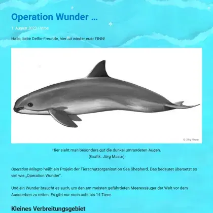 Kalifornischer Schweinswal