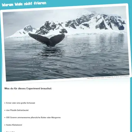 Man sieht eine Walflosse im Meer im Winter.